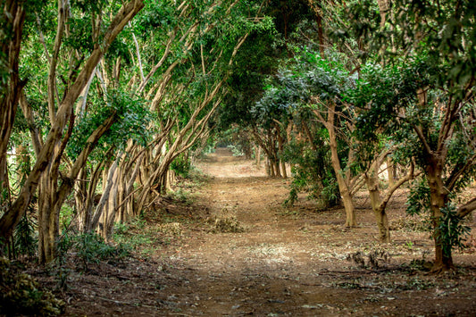 How Long Does It Take To Grow A Macadamia Tree?